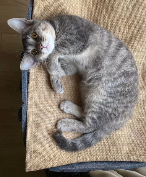 YUJI ET MEGUMI À ADOPTER ENSEMBLE