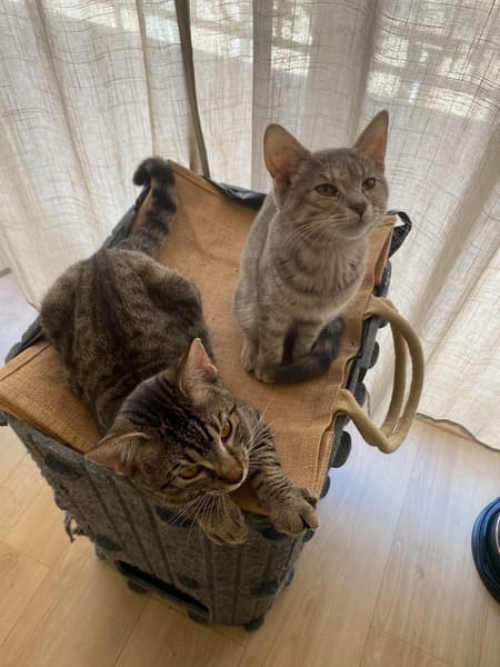 YUJI ET MEGUMI À ADOPTER ENSEMBLE