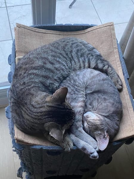 YUJI ET MEGUMI À ADOPTER ENSEMBLE