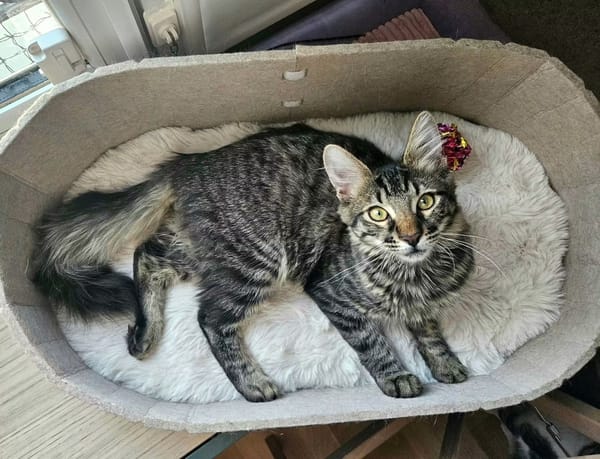 CEYLON À ADOPTER AVEC UN COPAIN CHAT