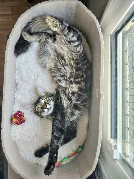 CEYLON À ADOPTER AVEC UN COPAIN CHAT