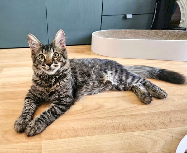 CEYLON À ADOPTER AVEC UN COPAIN CHAT