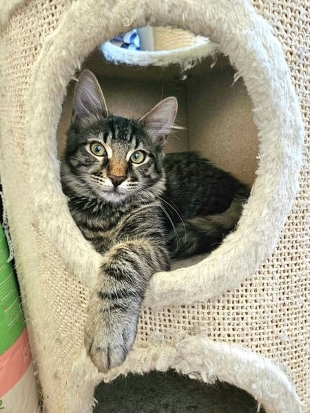 CEYLON À ADOPTER AVEC UN COPAIN CHAT