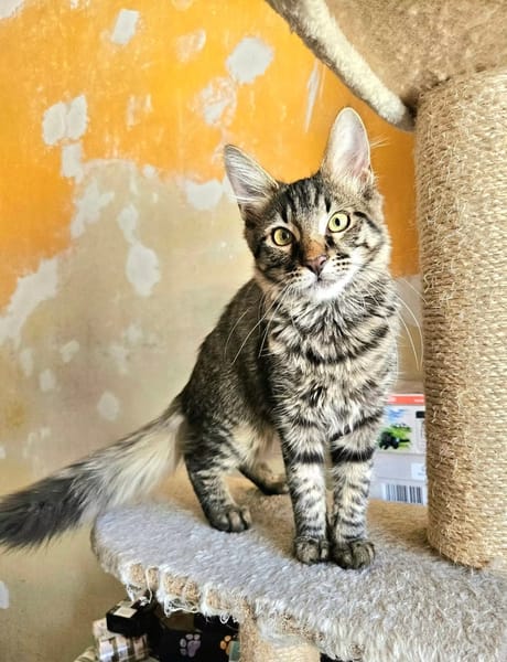 CEYLON À ADOPTER AVEC UN COPAIN CHAT