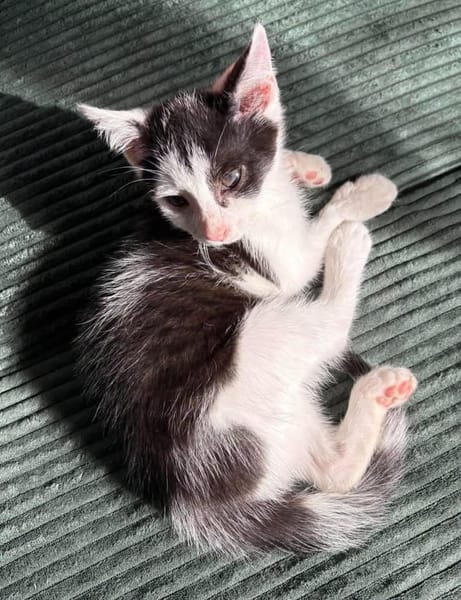 CRAPU À ADOPTER AVEC UN CHAT DÉJÀ PRÉSENT CHEZ VOUS
