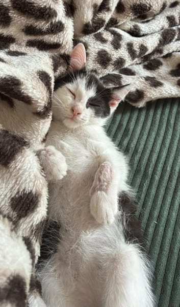 CRAPU À ADOPTER AVEC UN CHAT DÉJÀ PRÉSENT CHEZ VOUS