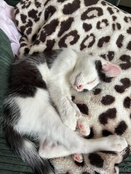 CRAPU À ADOPTER AVEC UN CHAT DÉJÀ PRÉSENT CHEZ VOUS