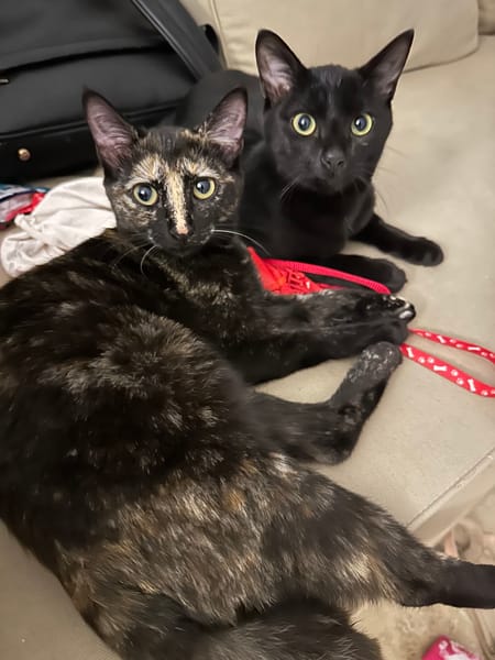 JASMIN et MARGUERITE