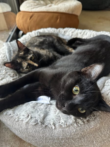 JASMIN et MARGUERITE