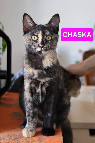 CHASKA ET UQI À ADOPTER EN DUO