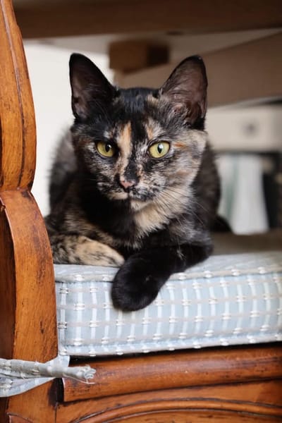 CHASKA ET UQI À ADOPTER EN DUO