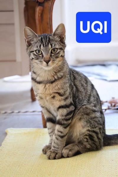 CHASKA ET UQI À ADOPTER EN DUO