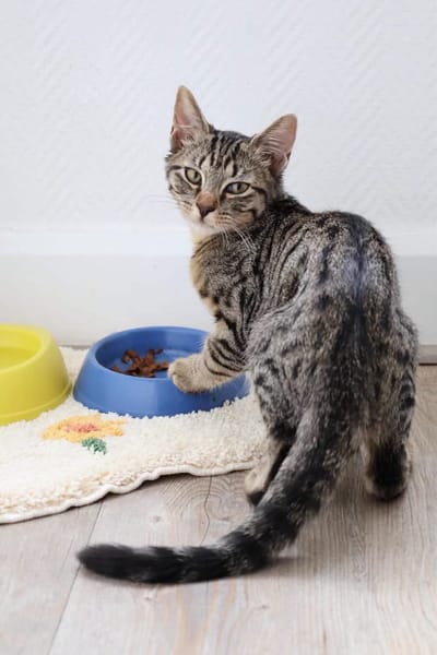 CHASKA ET UQI À ADOPTER EN DUO