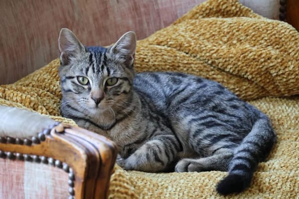CHASKA ET UQI À ADOPTER EN DUO