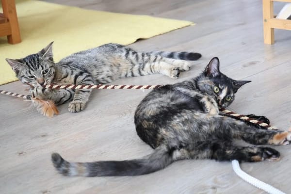 CHASKA ET UQI À ADOPTER EN DUO