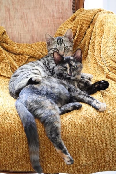 CHASKA ET UQI À ADOPTER EN DUO