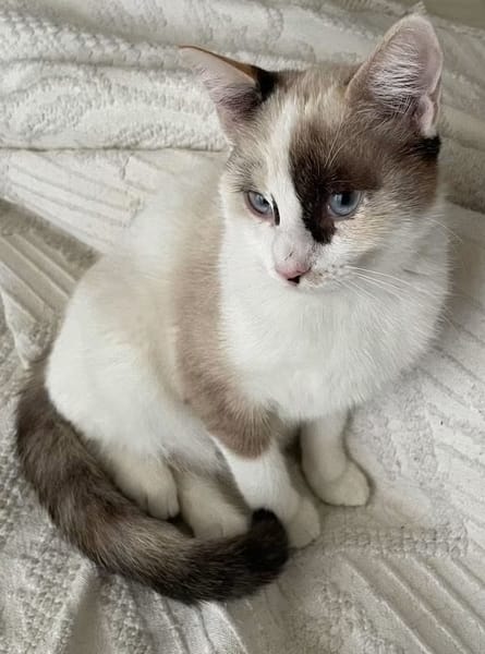 CADANSE À ADOPTER AVEC UN CHAT DÉJÀ PRÉSENT CHEZ VOUS