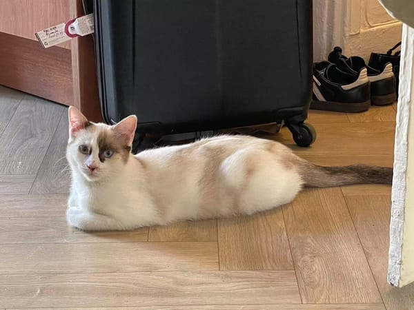 CADANSE À ADOPTER AVEC UN CHAT DÉJÀ PRÉSENT CHEZ VOUS