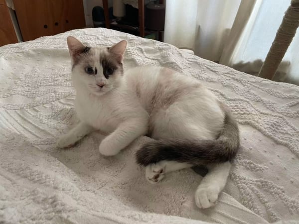 CADANSE À ADOPTER AVEC UN CHAT DÉJÀ PRÉSENT CHEZ VOUS