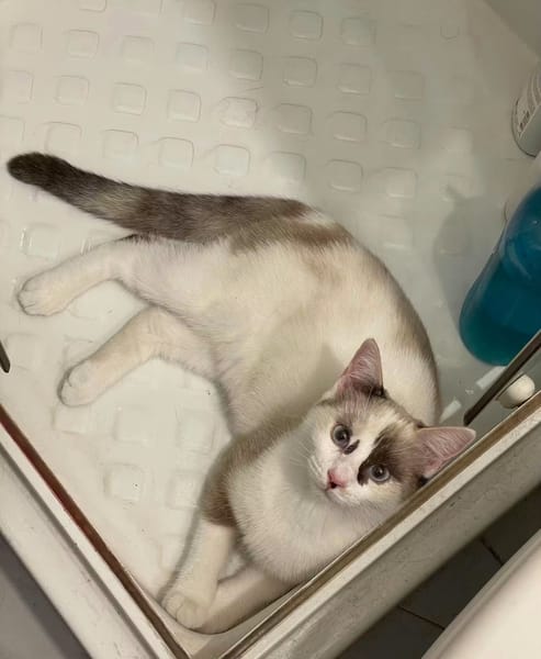 CADANSE À ADOPTER AVEC UN CHAT DÉJÀ PRÉSENT CHEZ VOUS