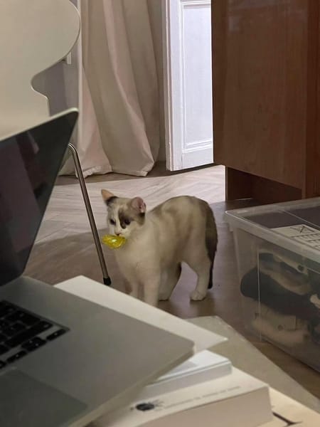 CADANSE À ADOPTER AVEC UN CHAT DÉJÀ PRÉSENT CHEZ VOUS