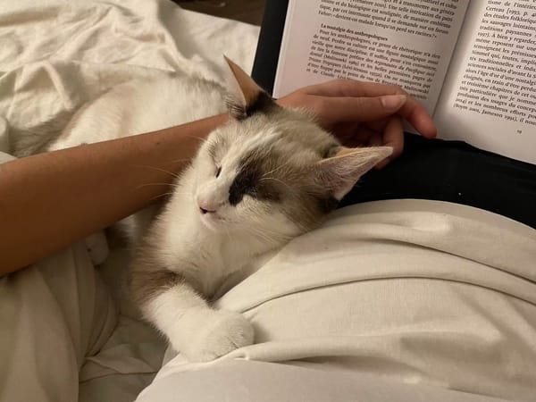 CADANSE À ADOPTER AVEC UN CHAT DÉJÀ PRÉSENT CHEZ VOUS
