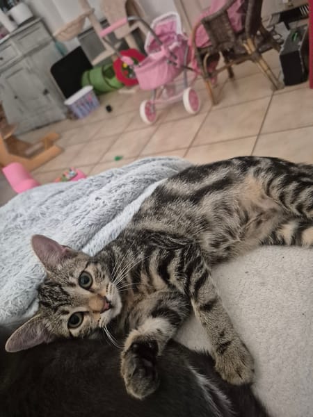 CHLOÉ