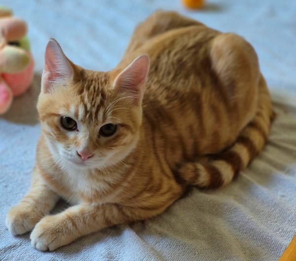 Benji