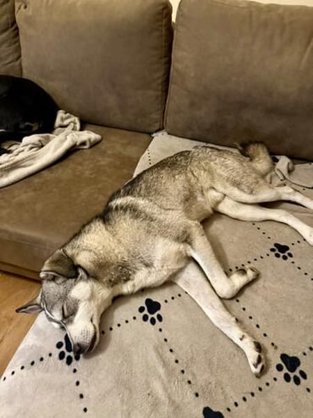 Kenai sucht seine Familie