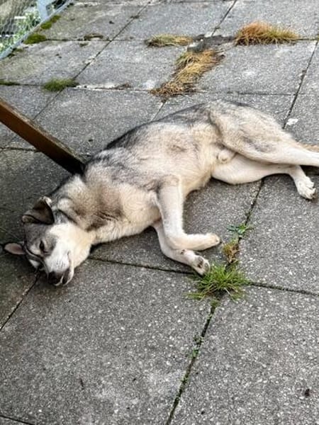 Kenai sucht seine Familie