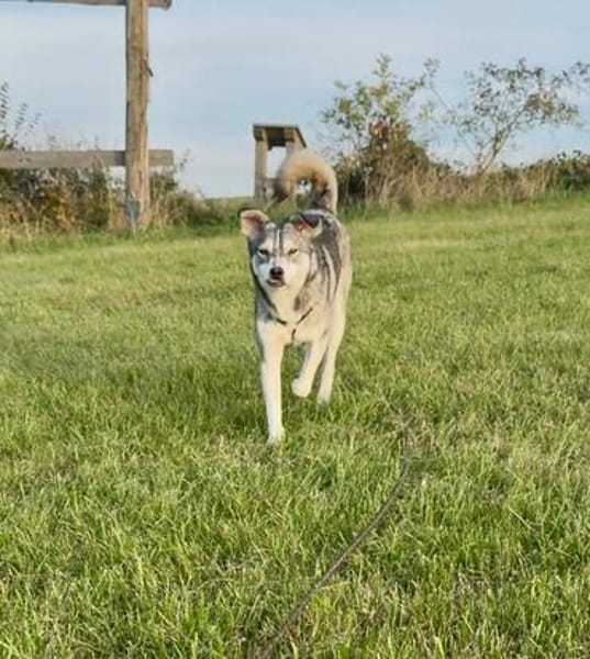 Kenai sucht seine Familie