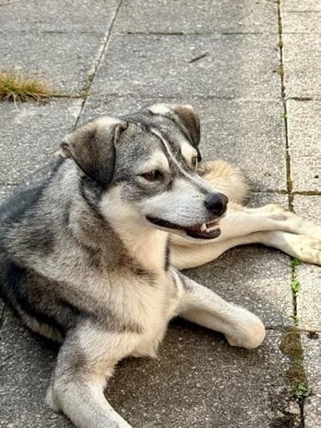 Kenai sucht seine Familie