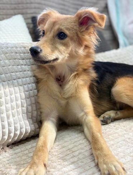 Mausi- Happy Dog sucht Happypeople