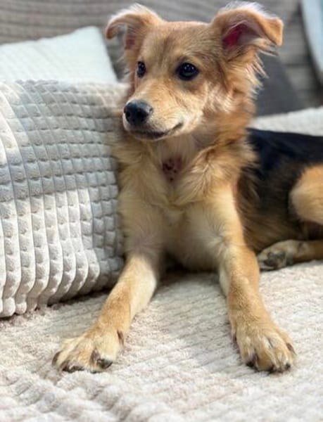 Mausi- Happy Dog sucht Happypeople