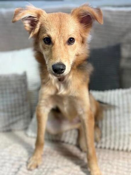 Mausi- Happy Dog sucht Happypeople
