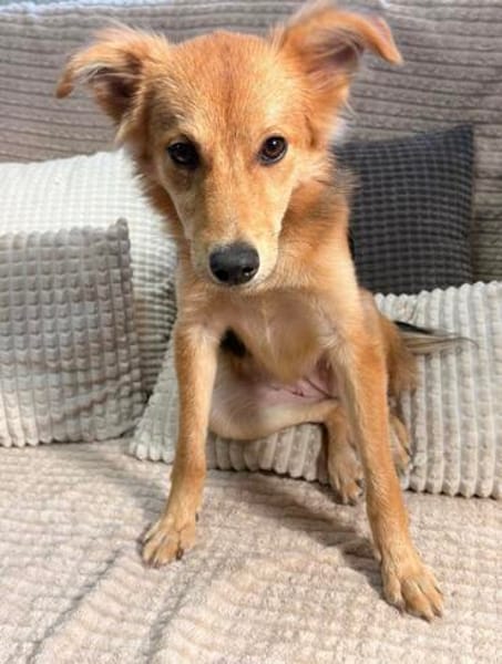 Mausi- Happy Dog sucht Happypeople