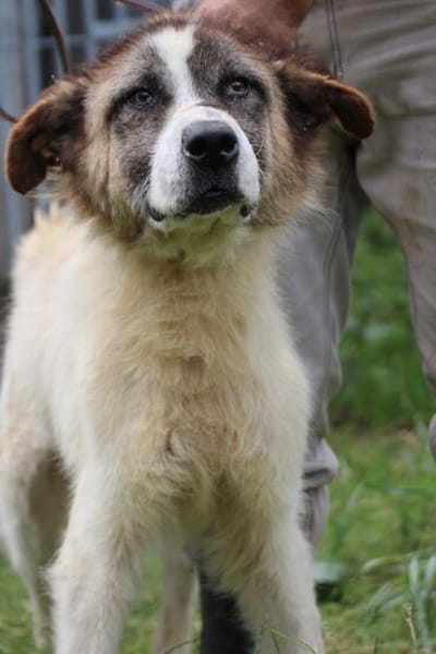 Goran - toller Familienhund