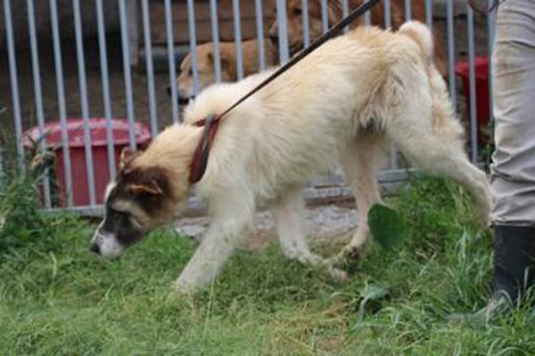 Goran - toller Familienhund