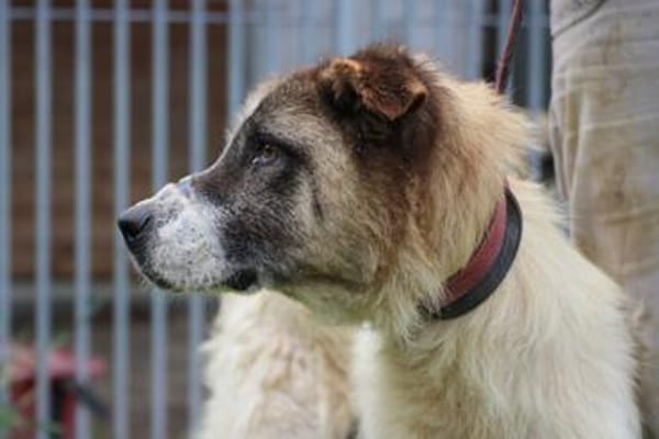 Goran - toller Familienhund