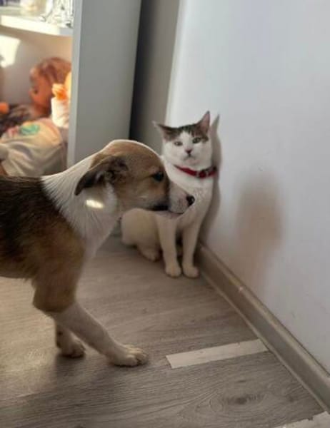 Welpe Tobi sucht sein Zuhause