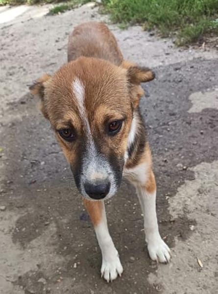 Willi sucht neuen Wirkungskreis in einer Familie