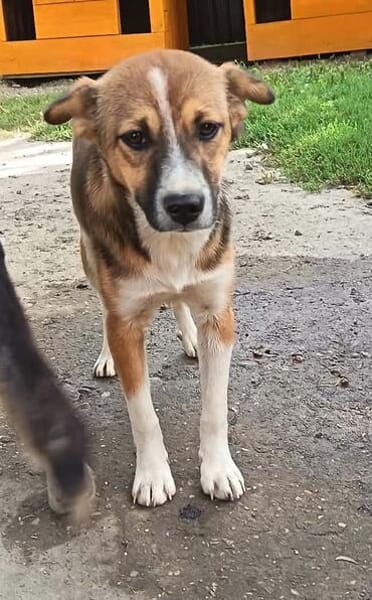 Willi sucht neuen Wirkungskreis in einer Familie