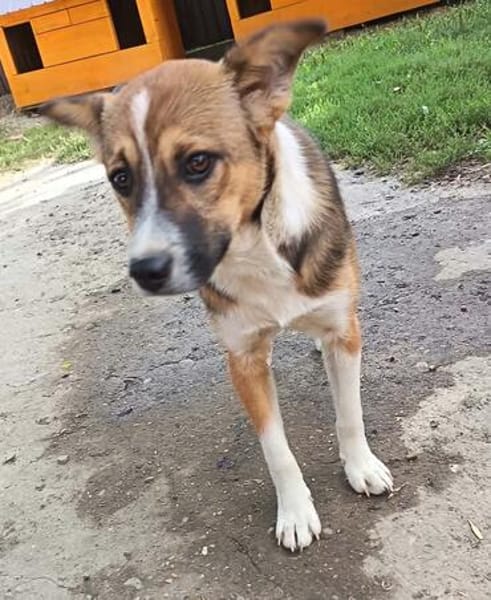 Willi sucht neuen Wirkungskreis in einer Familie