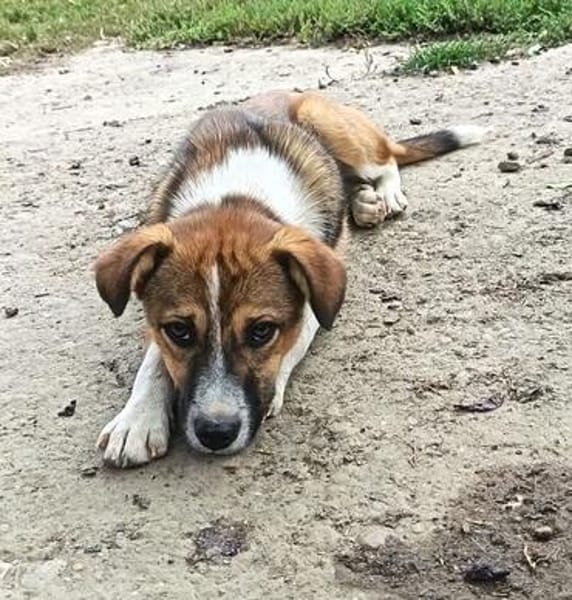 Willi sucht neuen Wirkungskreis in einer Familie