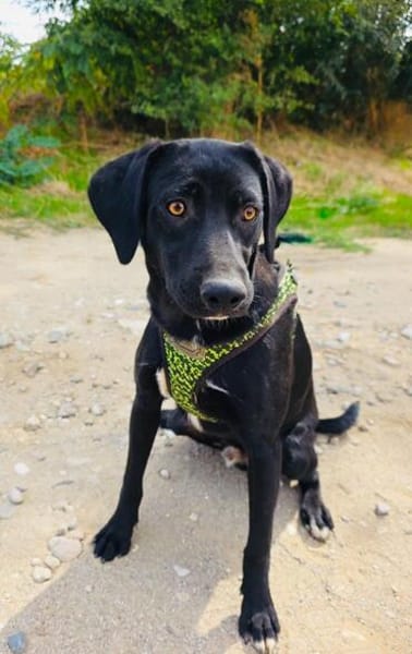 Labrador Mix Anton sucht ein Zuhause