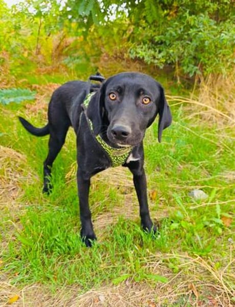 Labrador Mix Anton sucht ein Zuhause