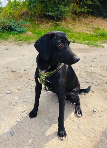 Labrador Mix Anton sucht ein Zuhause