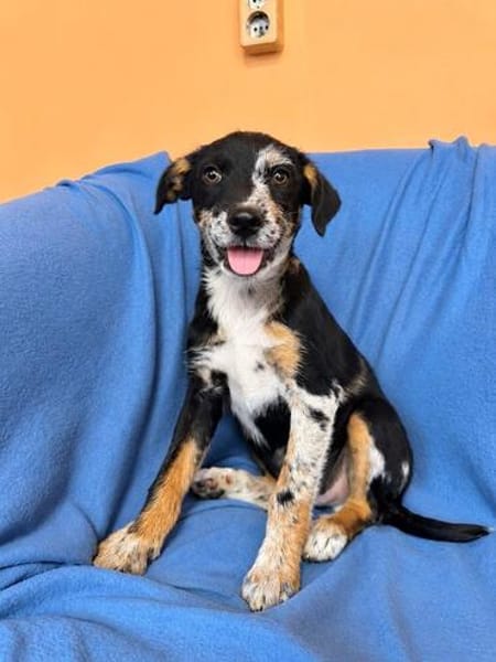 Stanley sucht sein Für-Immer-Zuhause