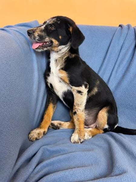 Stanley sucht sein Für-Immer-Zuhause