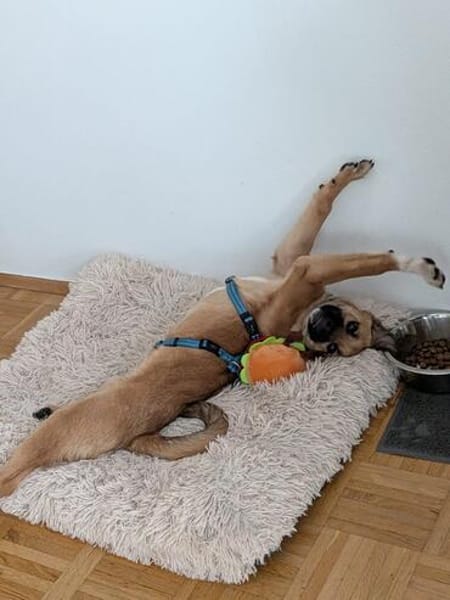 Joschi auf Pflegestelle in Dortmund